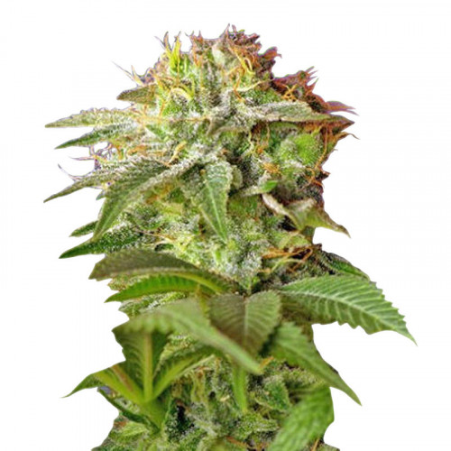 Семена конопли X Haze Feminized (Феминизированные сорта) - купить